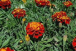 Bonanza Harmony Marigold (Tagetes patula 'Bonanza Harmony') at Johnson Brothers Garden Market