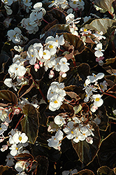 BabyWing White Bronze Leaf Begonia (Begonia 'BabyWing White Bronze Leaf') at Johnson Brothers Garden Market