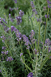 Scent Early Blue Lavender (Lavandula angustifolia 'Syngablusc') at Johnson Brothers Garden Market