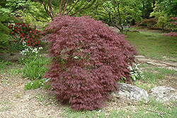 Red Filigree Lace Japanese Maple (Acer palmatum 'Red Filigree Lace') at Johnson Brothers Garden Market