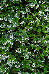 Confederate Star-Jasmine (Trachelospermum jasminoides) at Johnson Brothers Garden Market