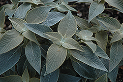 Persian Shield (Strobilanthes gossypinus) at Johnson Brothers Garden Market