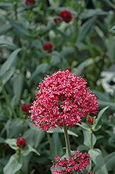 Red Valerian (Centranthus ruber var. coccineus) at Johnson Brothers Garden Market