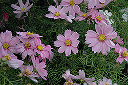 Sonata Pink Blush Cosmos (Cosmos bipinnatus 'Sonata Pink Blush') at Johnson Brothers Garden Market