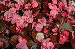 Nightife Rose Begonia (Begonia 'Nightlife Rose') at Johnson Brothers Garden Market