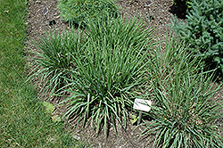 Purple Lovegrass (Eragrostis spectabilis) at Johnson Brothers Garden Market