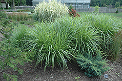 Silberfeder Maiden Grass (Miscanthus sinensis 'Silberfeder') at Johnson Brothers Garden Market
