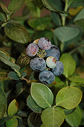 Peach Sorbet Blueberry (Vaccinium 'ZF06-043') at Johnson Brothers Garden Market