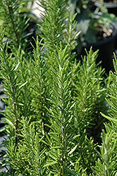 Barbeque Rosemary (Rosmarinus officinalis 'Barbeque') at Johnson Brothers Garden Market