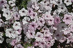 Tidal Wave Silver Petunia (Petunia 'Tidal Wave Silver') at Johnson Brothers Garden Market