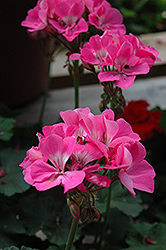 Tango Deep Pink Geranium (Pelargonium 'Tango Deep Pink') at Johnson Brothers Garden Market