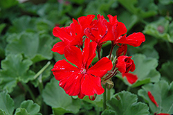 Tango Deep Red Geranium (Pelargonium 'Tango Deep Red') at Johnson Brothers Garden Market