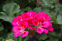 Tango Rose Splash Geranium (Pelargonium 'Tango Rose Splash') at Johnson Brothers Garden Market