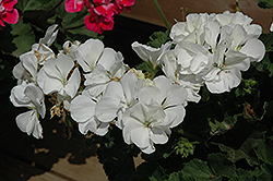 Moonlight White Geranium (Pelargonium 'Moonlight White') at Johnson Brothers Garden Market