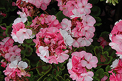 Pinto Premium White to Rose Geranium (Pelargonium 'Pinto Premium White to Rose') at Johnson Brothers Garden Market