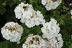 Pinto Premium White Geranium (Pelargonium 'Pinto Premium White') at Johnson Brothers Garden Market