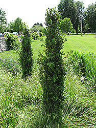 Graham Blandy Boxwood (Buxus sempervirens 'Graham Blandy') at Johnson Brothers Garden Market