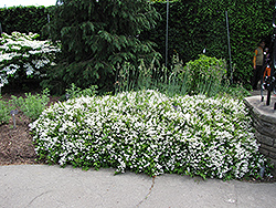 Nikko Deutzia (Deutzia gracilis 'Nikko') at Johnson Brothers Garden Market