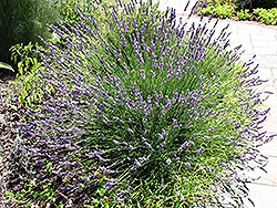 Grosso Lavender (Lavandula x intermedia 'Grosso') at Johnson Brothers Garden Market