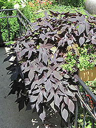 Proven Accents Blackie Sweet Potato Vine (Ipomoea batatas 'Blackie') at Johnson Brothers Garden Market