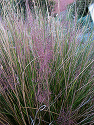 Pink Muhly Grass (Muhlenbergia capillaris 'Pink Muhly') at Johnson Brothers Garden Market