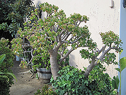 Jade Plant (Crassula ovata) at Johnson Brothers Garden Market