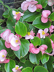 Prelude Pink Begonia (Begonia 'Prelude Pink') at Johnson Brothers Garden Market