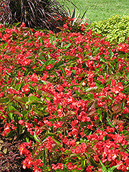 Dragon Wing Red Begonia (Begonia 'Dragon Wing Red') at Johnson Brothers Garden Market