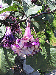 Purple Queen Devil's Trumpet (Datura metel 'Purple Queen') at Johnson Brothers Garden Market