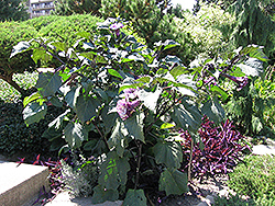 Purple Queen Devil's Trumpet (Datura metel 'Purple Queen') at Johnson Brothers Garden Market