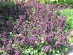 Vista Purple Sage (Salvia splendens 'PAS3292') at Johnson Brothers Garden Market