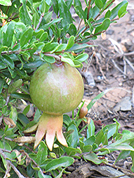 Dwarf Pomegranate (Punica granatum 'Nana') at Johnson Brothers Garden Market