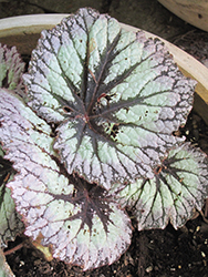 Fireworks Begonia (Begonia rex 'Fireworks') at Johnson Brothers Garden Market