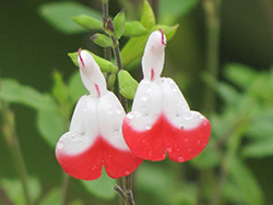 Hot Lips Sage (Salvia microphylla 'Hot Lips') at Johnson Brothers Garden Market