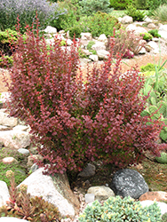 Orange Rocket Japanese Barberry (Berberis thunbergii 'Orange Rocket') at Johnson Brothers Garden Market