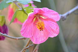 Pink Flowering Maple (Abutilon 'Pink') at Johnson Brothers Garden Market