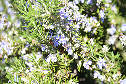 Blue Spires Rosemary (Rosmarinus officinalis 'Blue Spires') at Johnson Brothers Garden Market