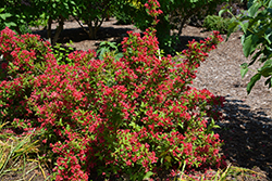 Sonic Bloom Red Reblooming Weigela (Weigela florida 'Verweig 6') at Johnson Brothers Garden Market
