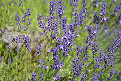 Provence Blue Lavender (Lavandula angustifolia 'Provence Blue') at Johnson Brothers Garden Market