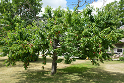 Bing Cherry (Prunus avium 'Bing') at Johnson Brothers Garden Market