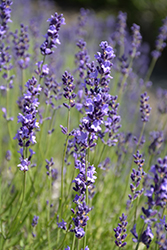 Provence Blue Lavender (Lavandula angustifolia 'Provence Blue') at Johnson Brothers Garden Market