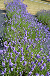 Hidcote Blue Lavender (Lavandula angustifolia 'Hidcote Blue') at Johnson Brothers Garden Market