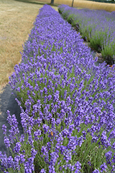 Hidcote Lavender (Lavandula angustifolia 'Hidcote') at Johnson Brothers Garden Market