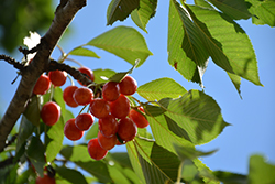 Rainier Cherry (Prunus avium 'Rainier') at Johnson Brothers Garden Market