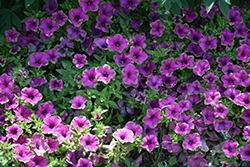 Supertunia Picasso In Purple Petunia (Petunia 'Supertunia Picasso In Purple') at Johnson Brothers Garden Market