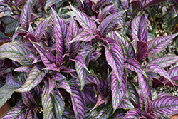 Persian Shield (Strobilanthes dyerianus) at Johnson Brothers Garden Market