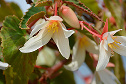 Bossa Nova Pure White Begonia (Begonia boliviensis 'Bossa Nova Pure White') at Johnson Brothers Garden Market