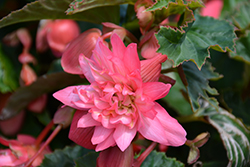 Funky Pink Begonia (Begonia 'Funky Pink') at Johnson Brothers Garden Market