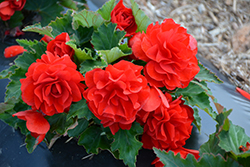 Nonstop Red Begonia (Begonia 'Nonstop Red') at Johnson Brothers Garden Market