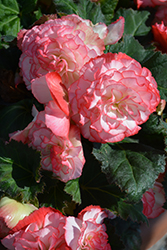 Nonstop Rose Petticoat Begonia (Begonia 'Nonstop Rose Petticoat') at Johnson Brothers Garden Market